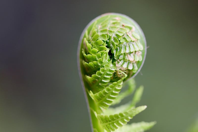 Moss and Ferns