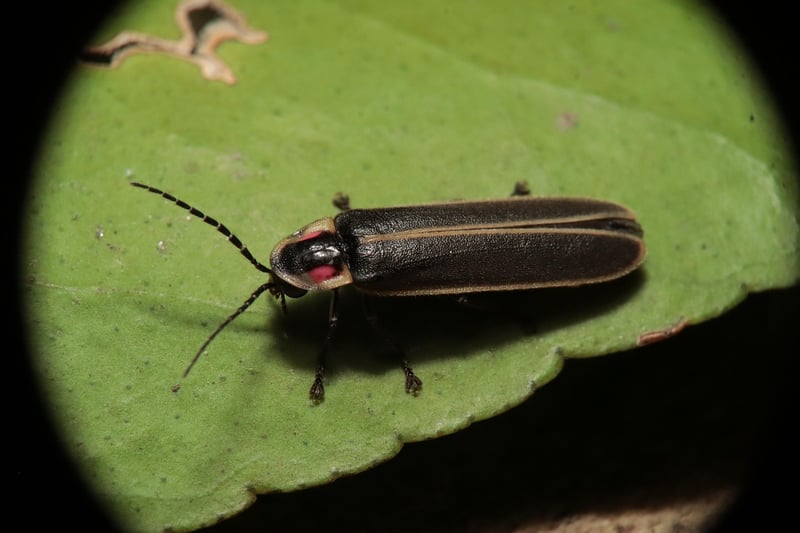 Glowing Firefly