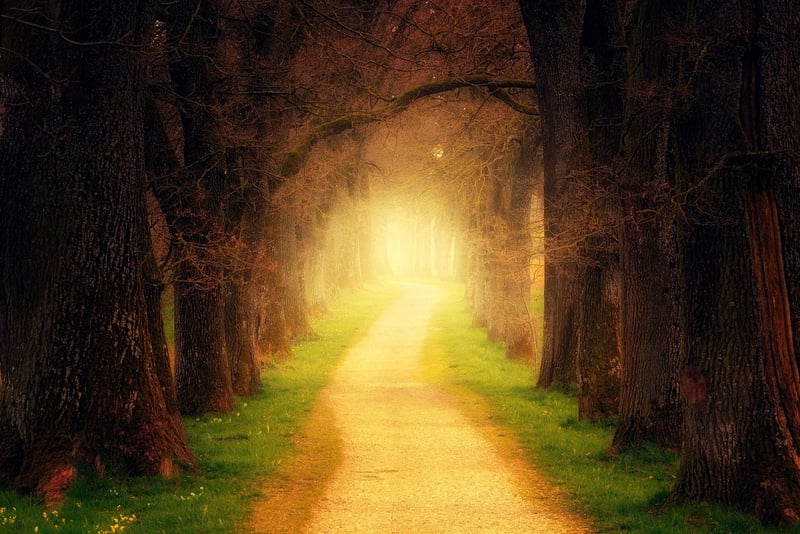 Twilight Glade